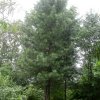 Pinus sibirica